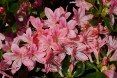 Apple Blossom