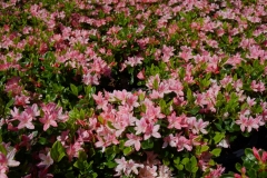 Coral Bell