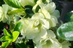 Green Glow