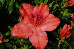 Orange Delight (2)