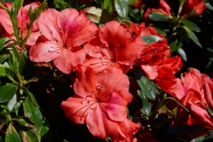 Orange Delight