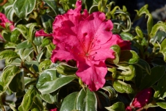 Red Ruffels Var.