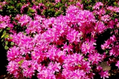 Sherwwod Orchid