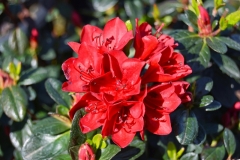 Ward Ruby