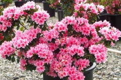 Coral Bells