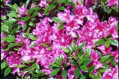 Formosa