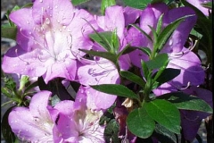 Lavender Iveryana