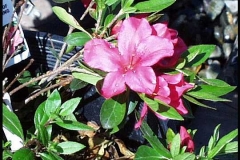 Pride of Dorking