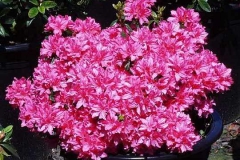Sherwood Pink